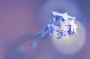 マネーフォワードmeとzaimの比較でどちらが優れているのか？